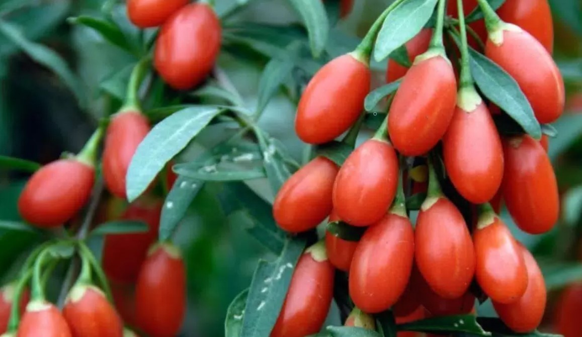 В зависимости от сорта, куст высотой от одного до двух метров украсит любой сад. Он красиво цветет, а в период плодоношения от него и вовсе глаз не отвесть.