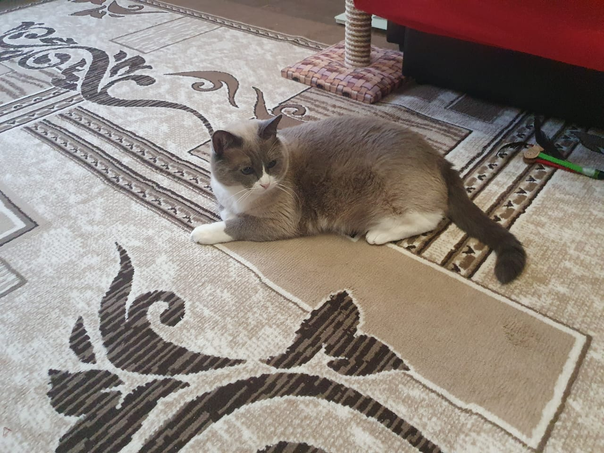 Котька-Мотька терпеливо ждет когда с ним начнут играть.