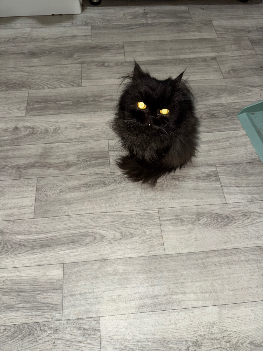 Та самая Багира , которая потом обретет имя Бонита , а коротко Боня :)