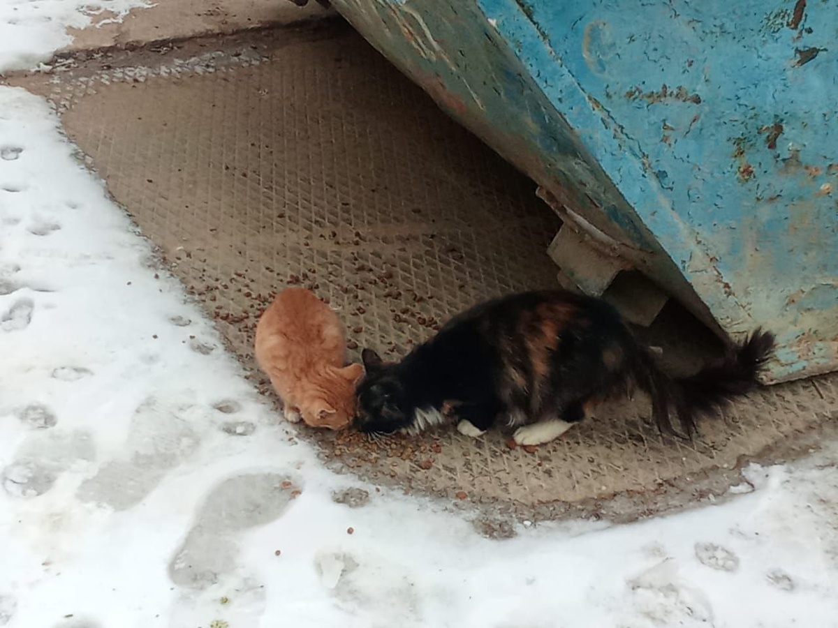 Симба и трехцветная кошечка, встретились мне на стройке, куда я приехала покормить живущих там собак