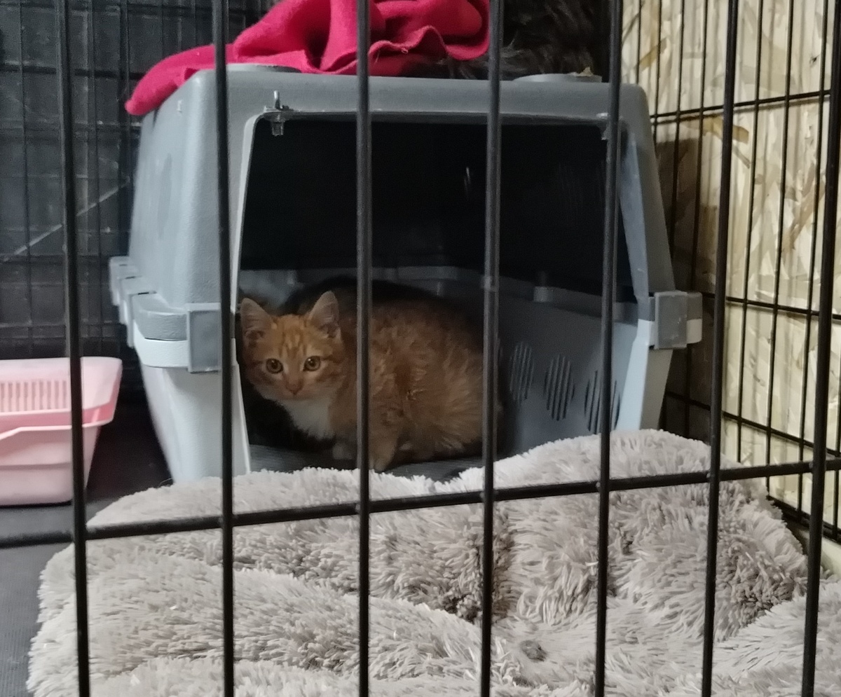 По приезду на дачу, котики не хотели выходить из переноски, старшие спрятались за малыша, а тот с интересом разглядывал новую обстановку