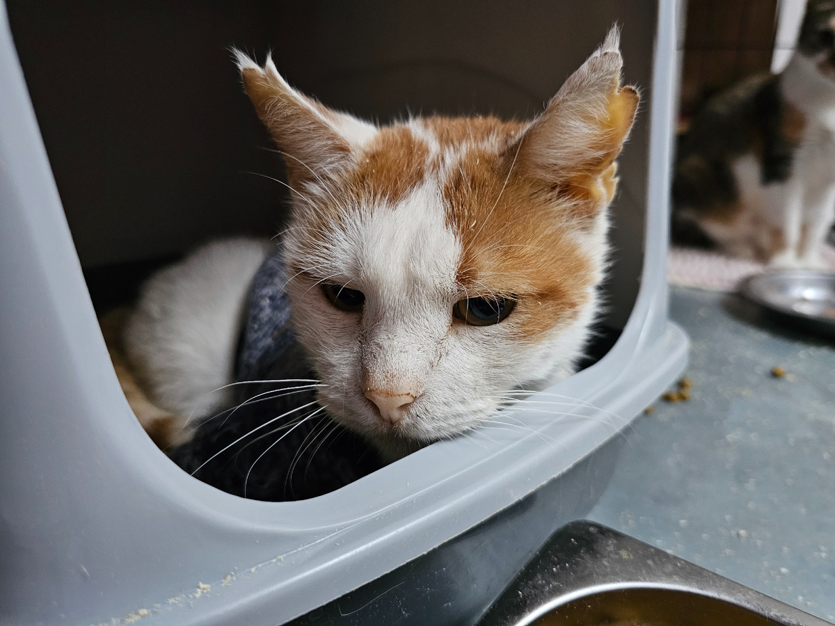 Фото автора. Боинг заболел.