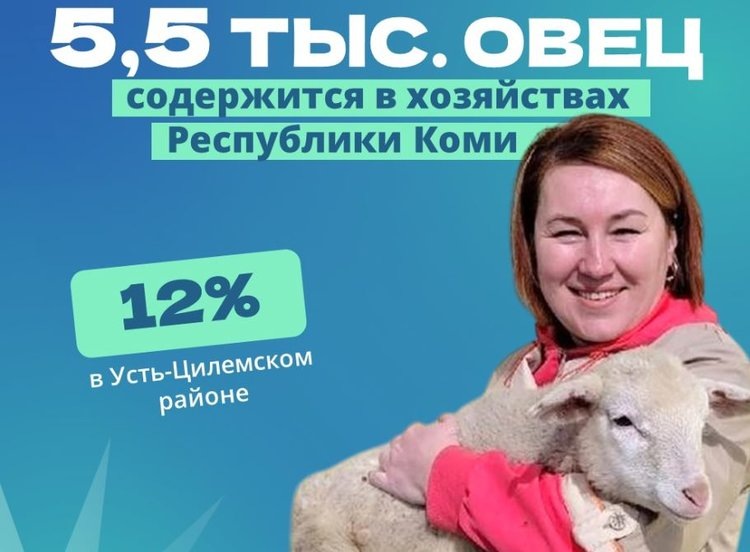    Редкую печорскую породу овец разводят в Коми