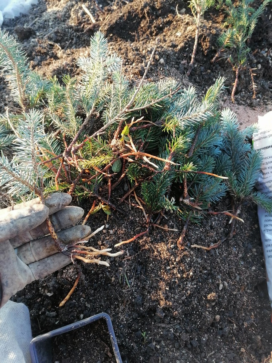 Ель колючая Глаука Глобоза выращенное из черенка