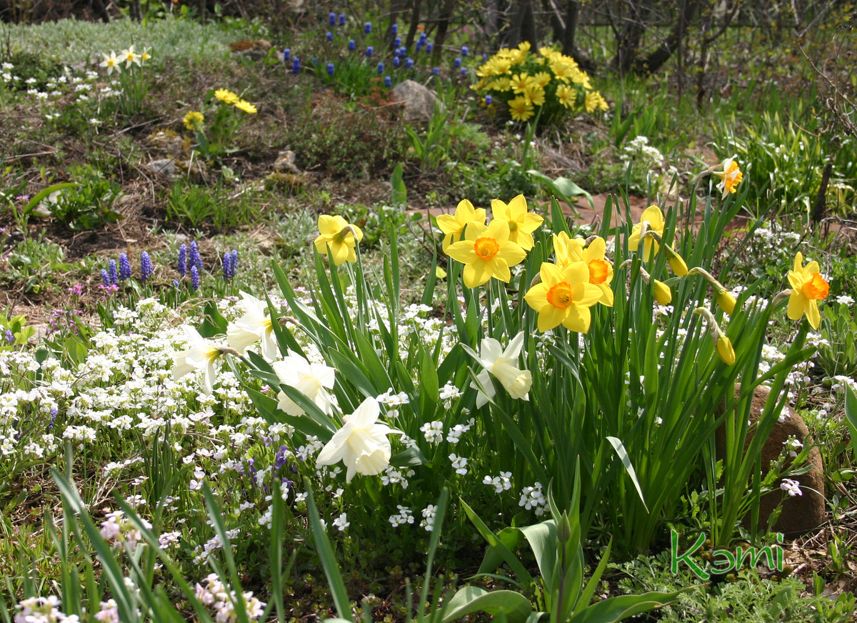 Весна в саду. Она придет!
