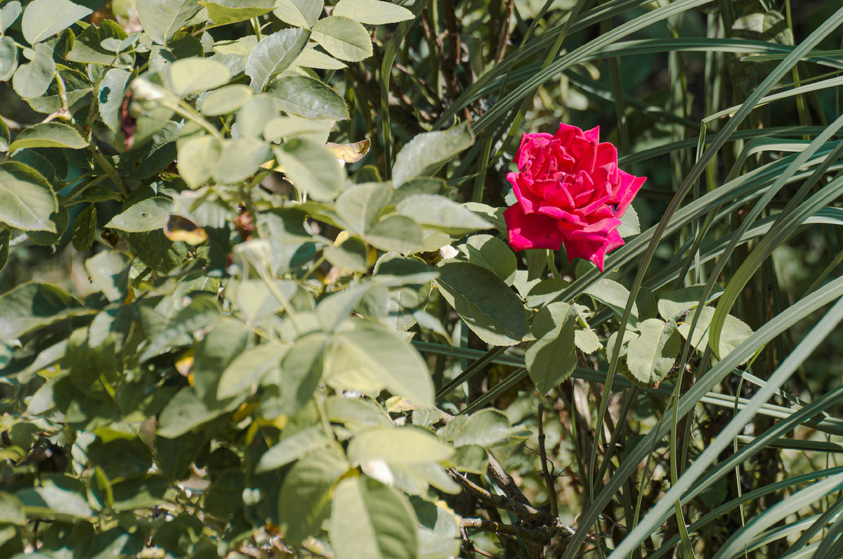 Картинка с бесплатного фотостока https://unsplash.com, автор Mihael Lazar