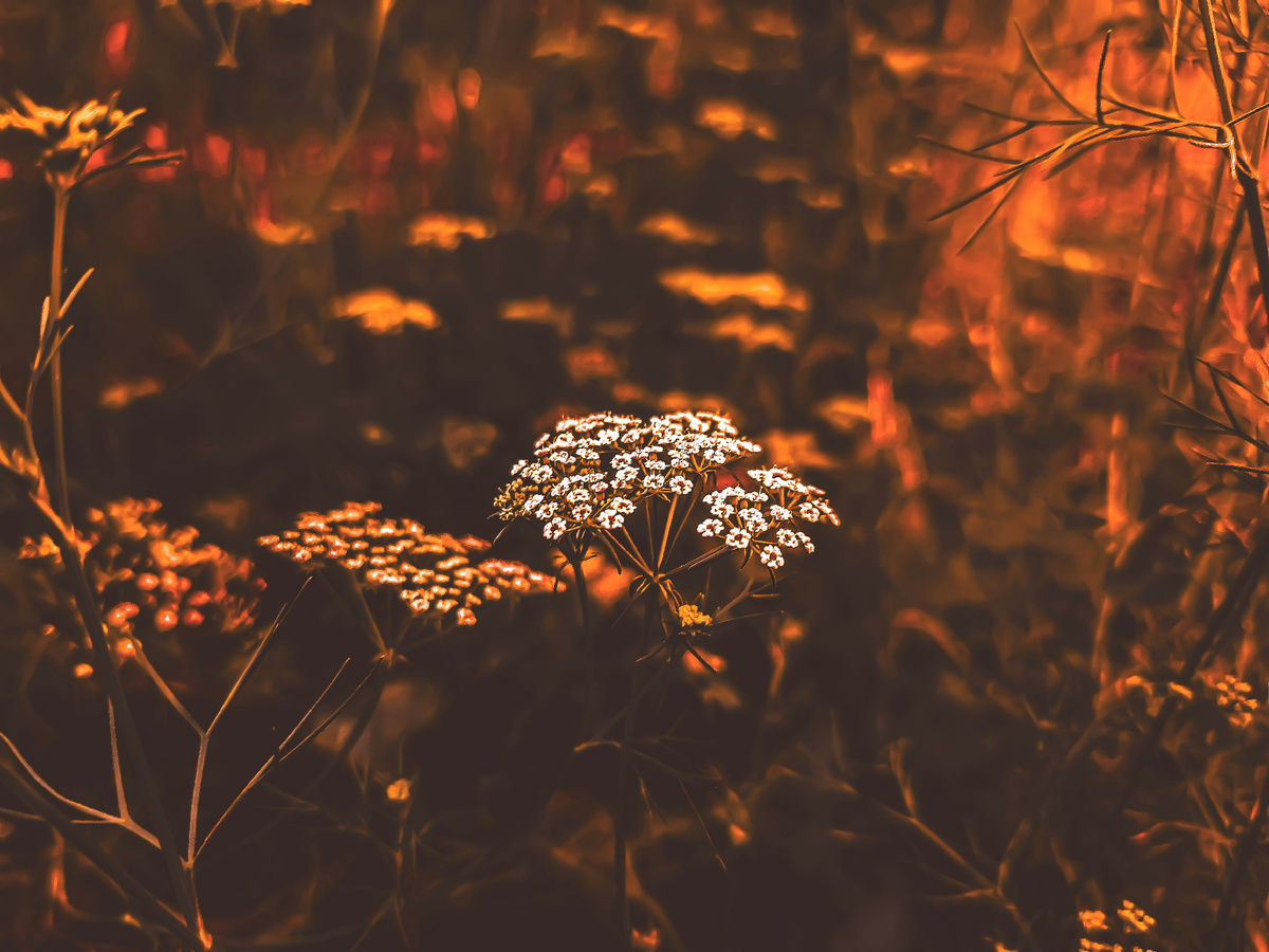 Картинка с бесплатного фотостока https://unsplash.com, автор OMKAR ABHALE