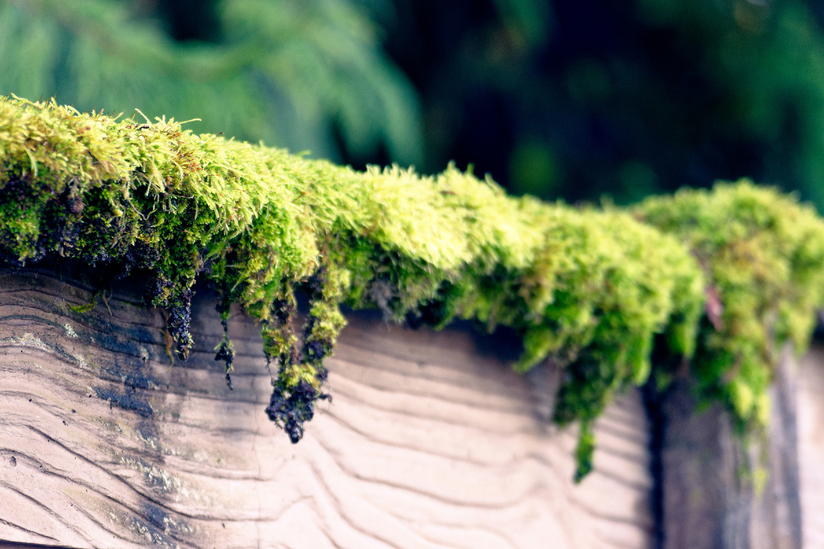 Картинка с бесплатного фотостока https://unsplash.com, автор Stas Bezukh