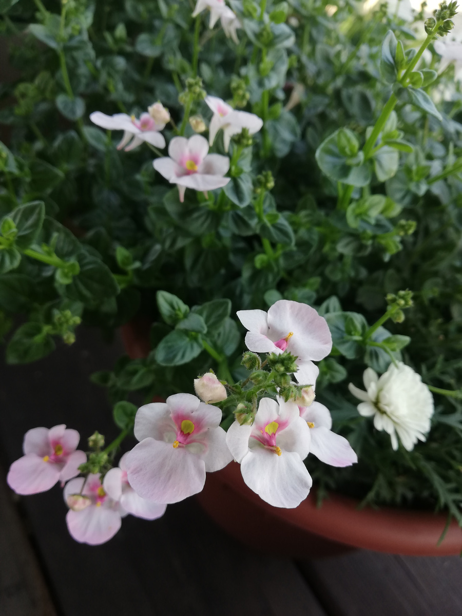 Первые открывшиеся цветы диасции 28.06.2024