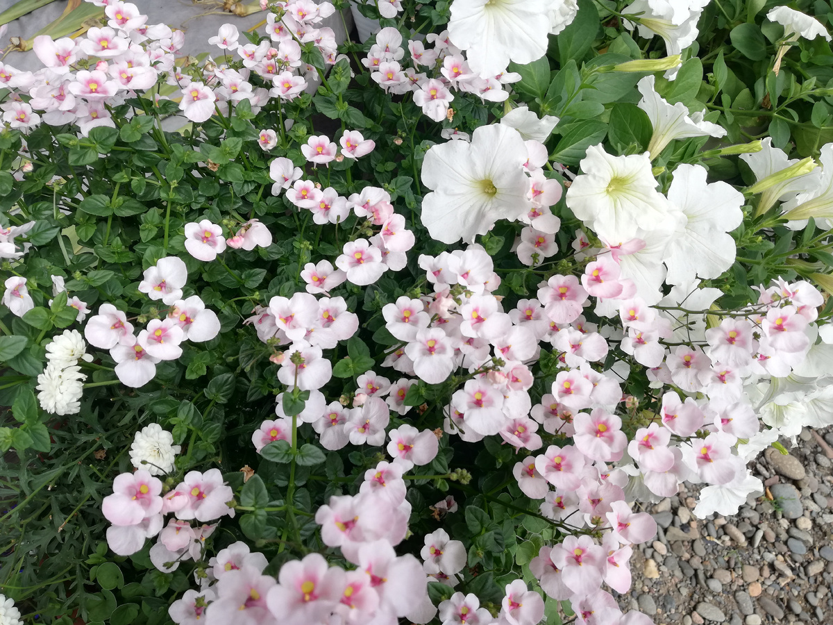 10 июля 2024 г, аргирантемум ещё цветет, но диасция его выдавливает в край кашпо.