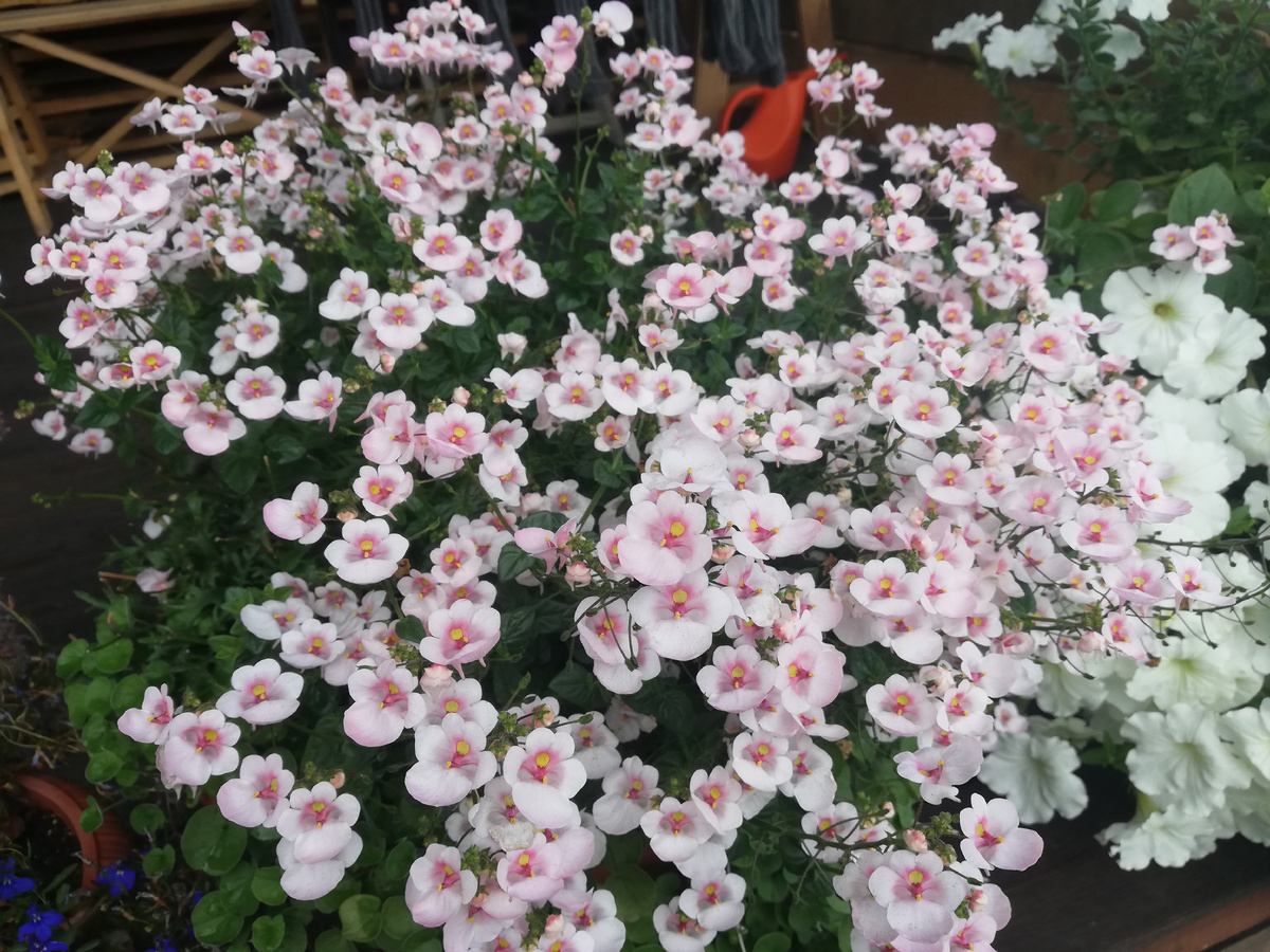 22 июля 2024 г. Вы видите аргирантемум?