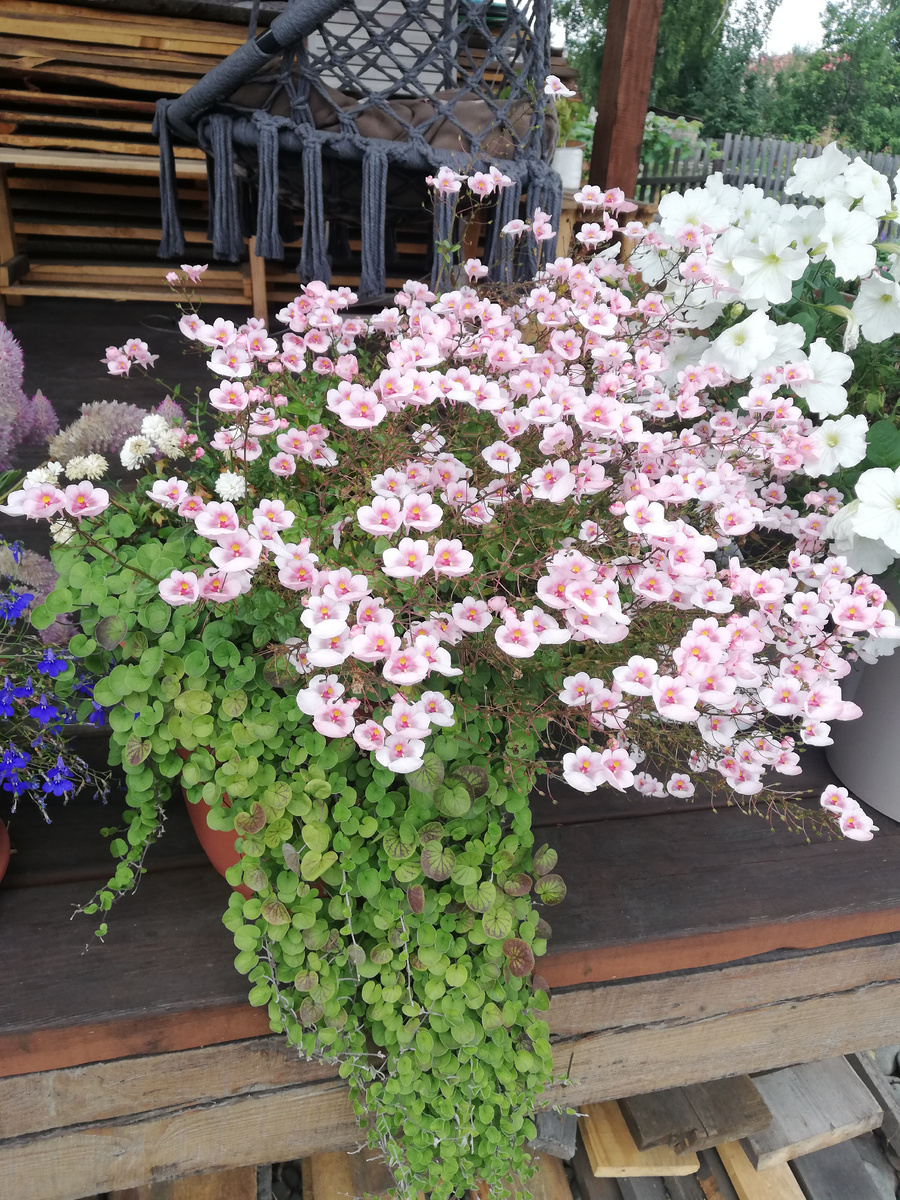 01 сентября 2024 г. Аргирантемум даже пытается второй раз цвести, но ему не хватает ни света, ни места.