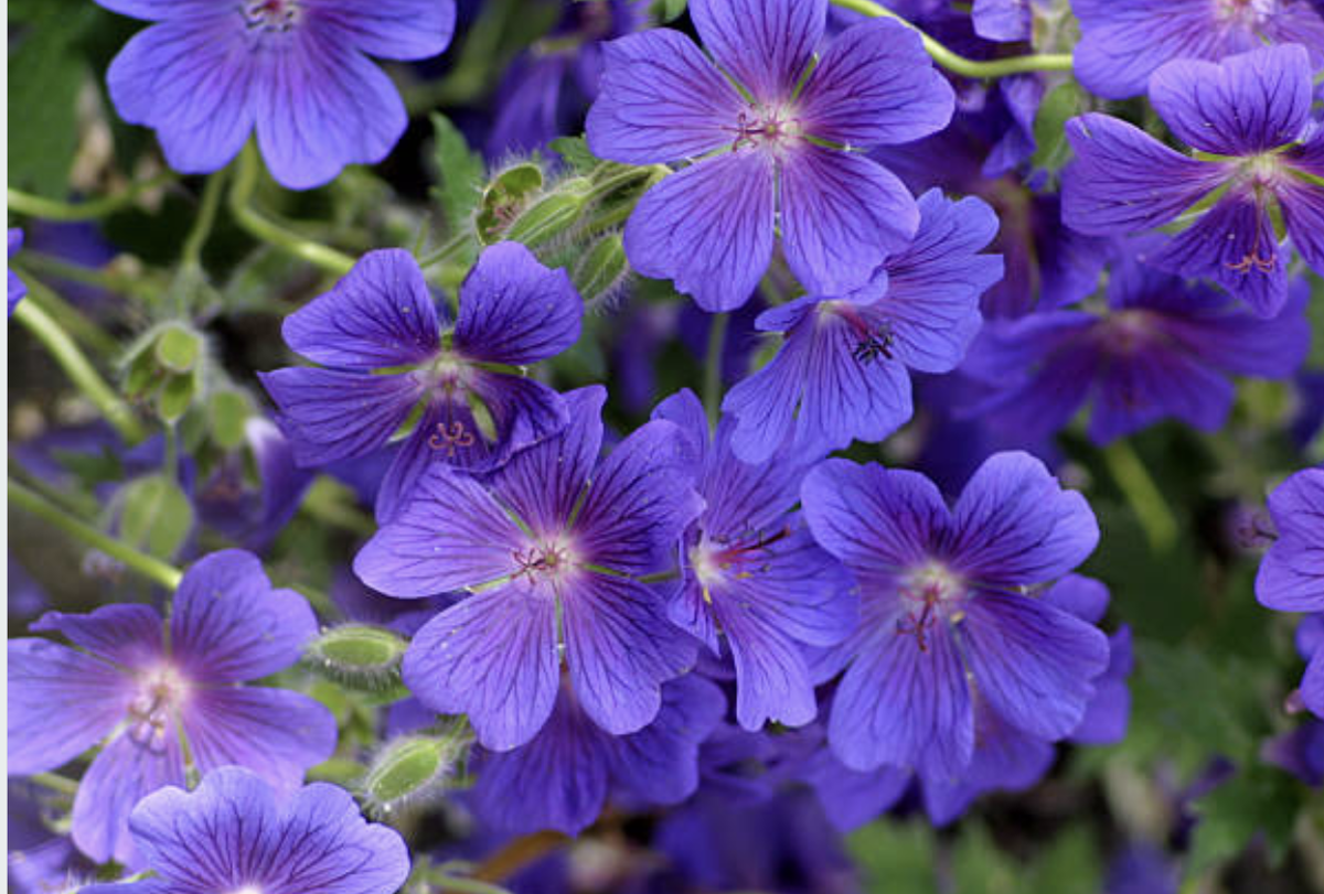 Герань садовая многолетняя.