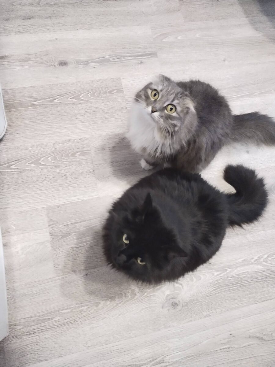 Омно-мно! Уруру!