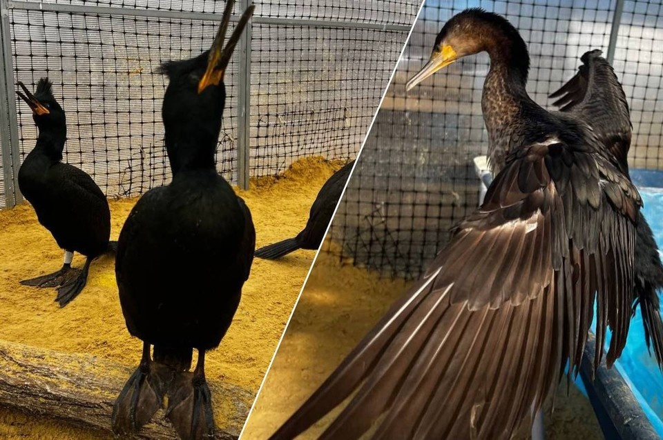    Выжившие птицы идут на поправку. Фото: реабилитационный центр «Пеликан».