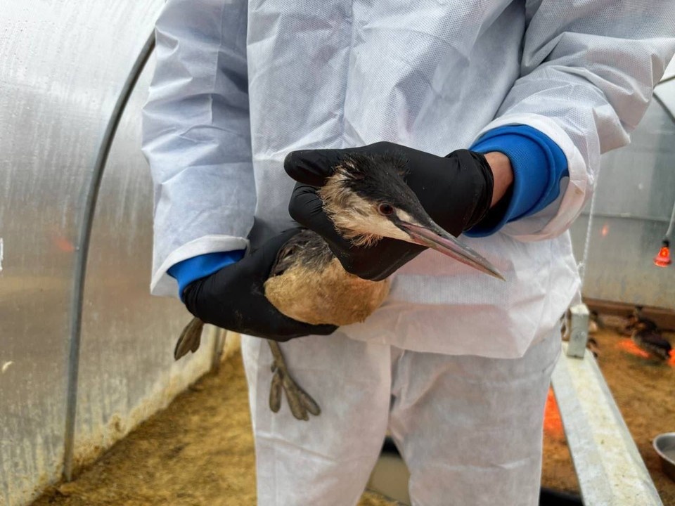    Фото: реабилитационный центр «Пеликан»