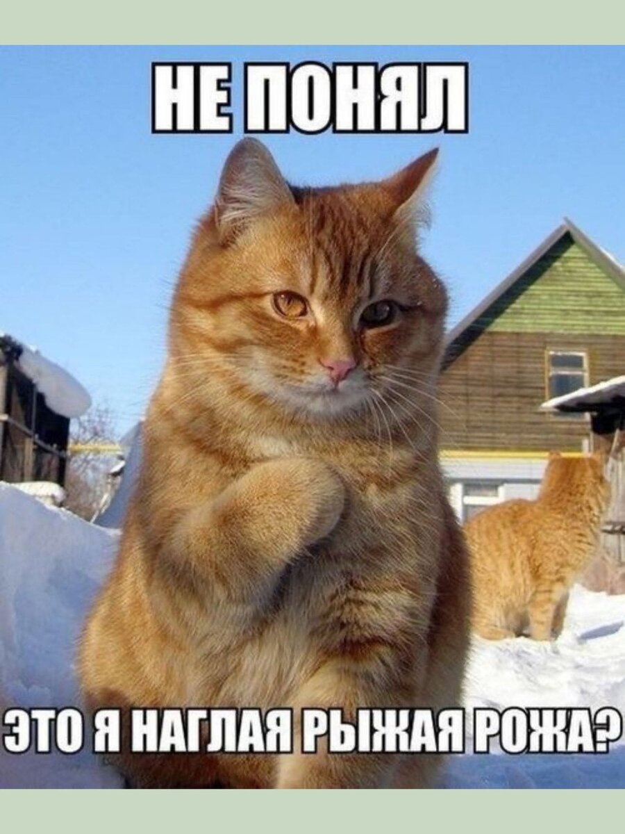 Смешные картинки про удачу