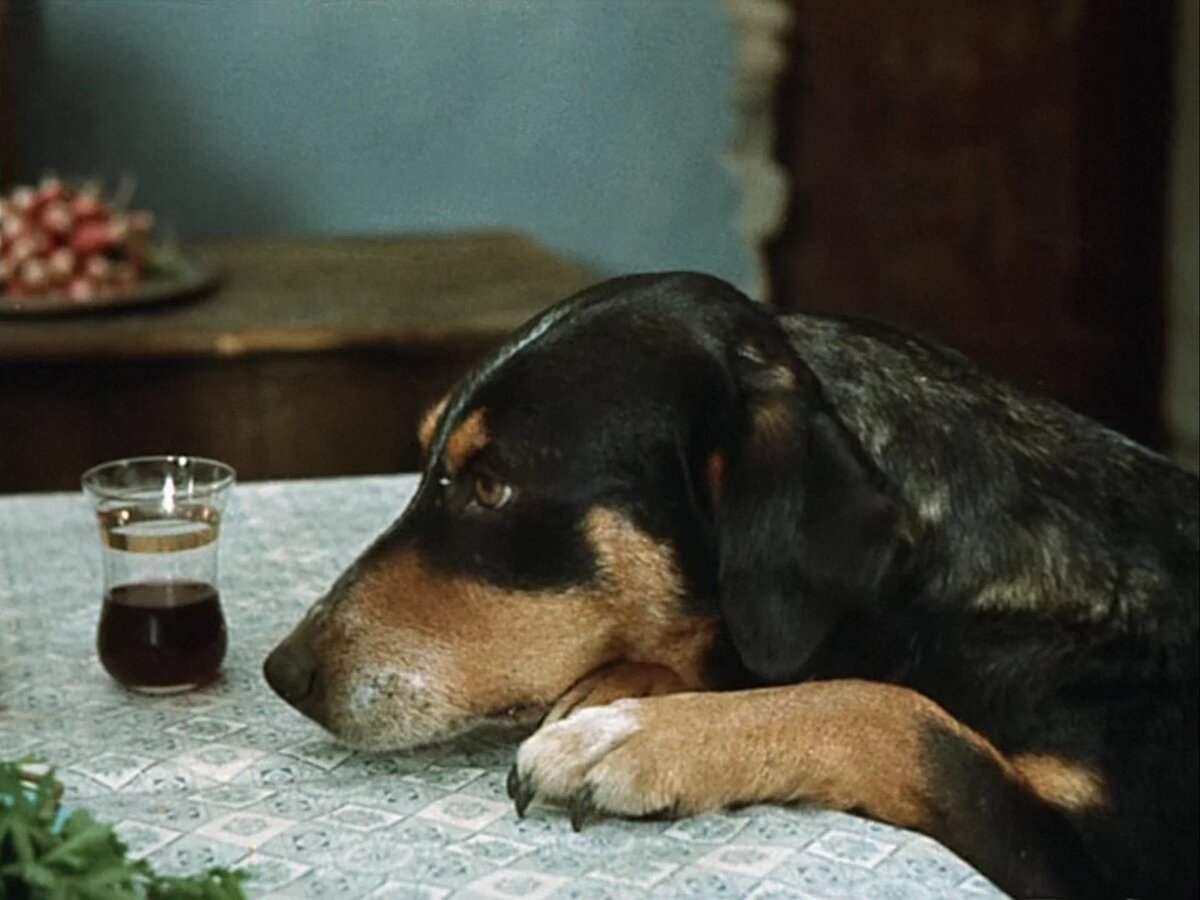 "Не горюй!" / არ იდარდო!, СССР (Грузия), режиссёр Георгий Данелия