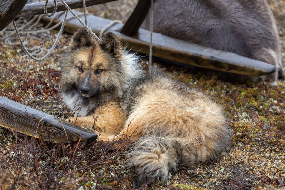 Фото: Воронов Фёдор/АНО «Ямал-Медиа»