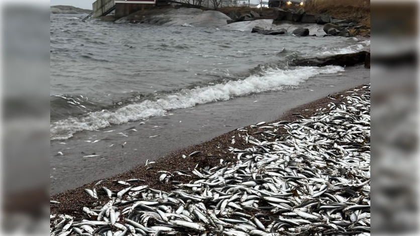 Кадр видео mtvuutiset.fi