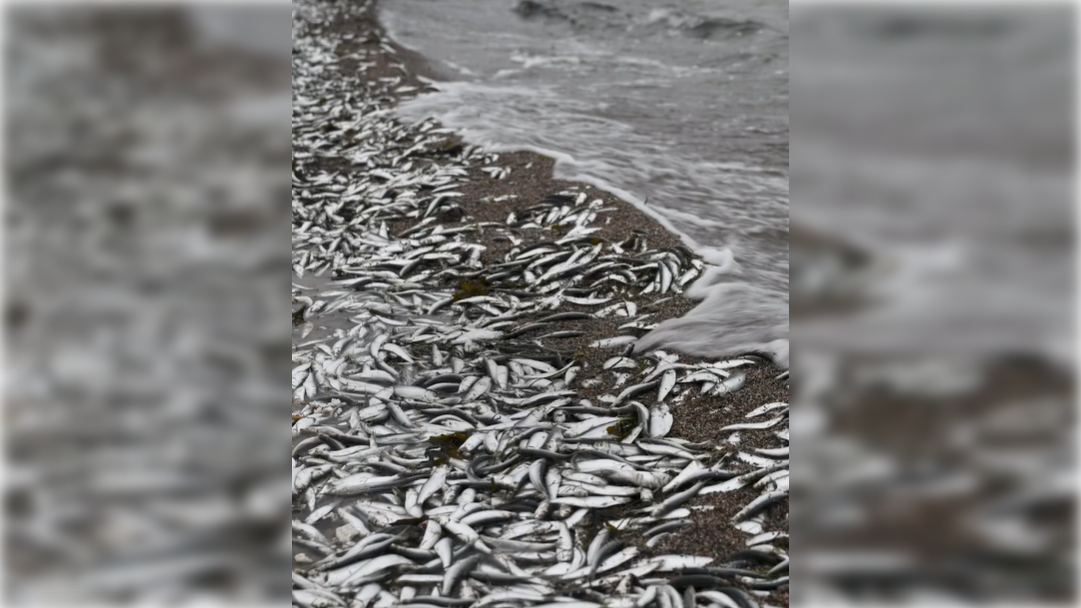 Кадр видео mtvuutiset.fi