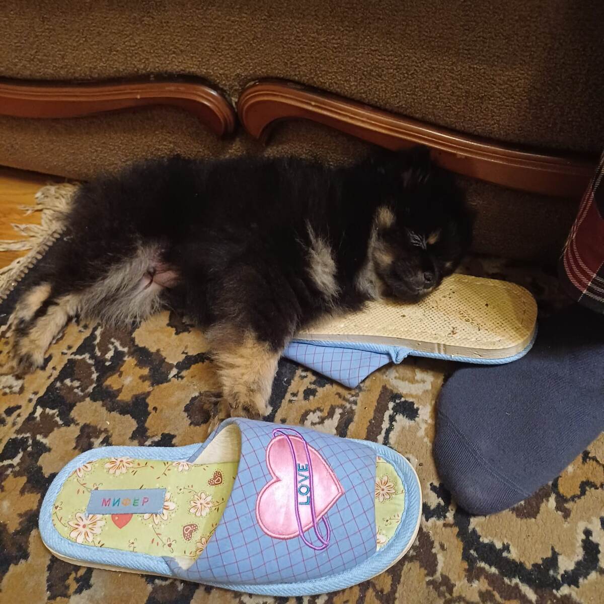 Спит мой пирожок🫠🤫 очень нравиться спать с тапками. Днем он их трепит, а ночью к ним трепетно😜