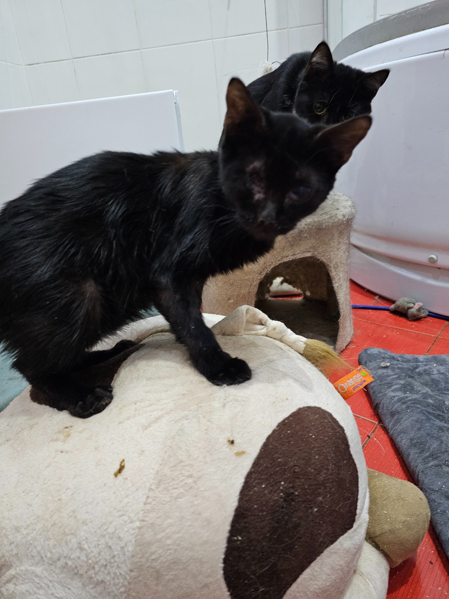 Фото автора. У Евы температура за 40 поднялась.