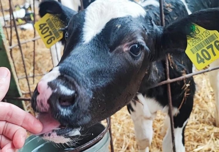    Полезную кормовую добавку из молочной сыворотки разработали в Вологодской ГМХА для сельхоз- и домашних животных