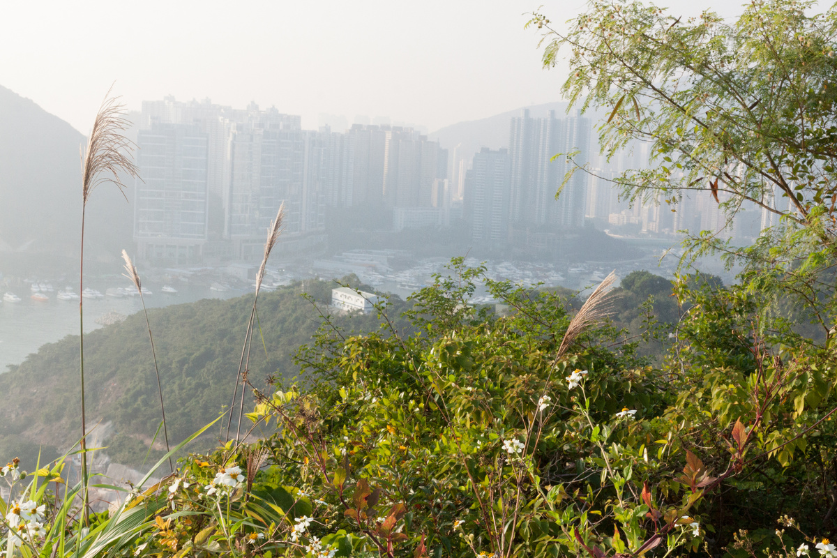 Джунгли в перемешку с видами на небоскребы в Гонконге
