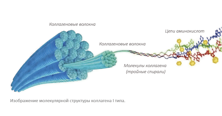 Структура коллагеновых волокн