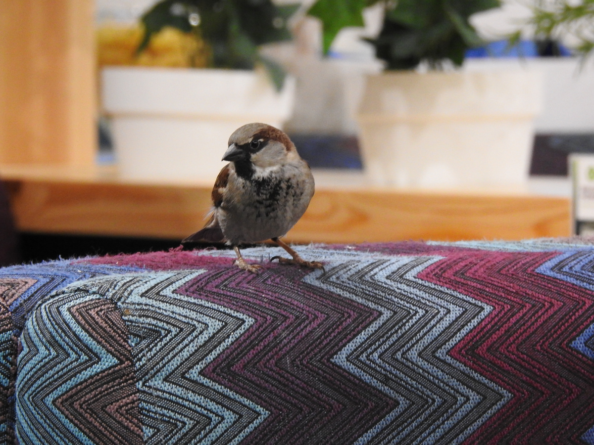 Воробей в торговом центре, фото автора