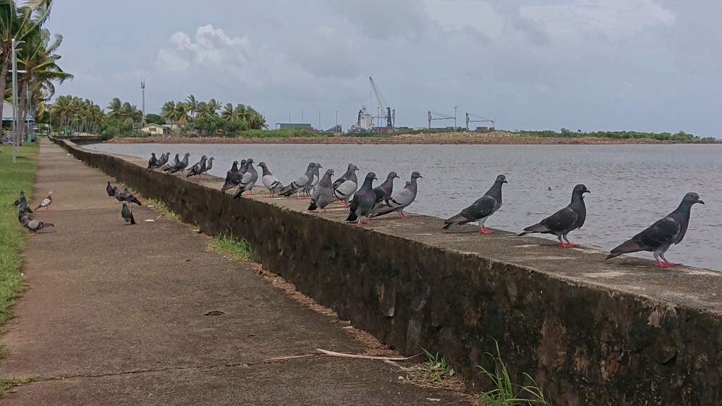 Сизые голуби, о.Фиджи, фото emanon