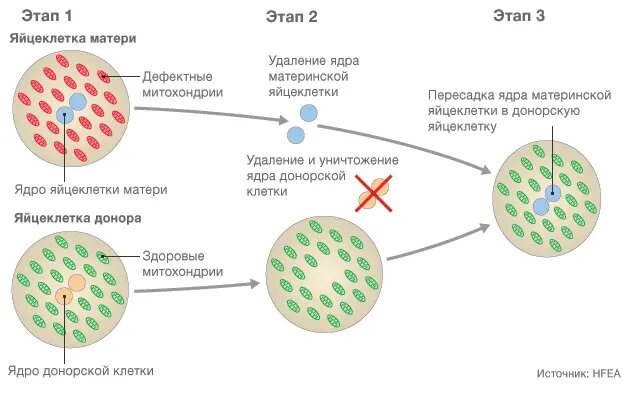 Рисунок взят с сайта https://www.bbc.com/russian/news