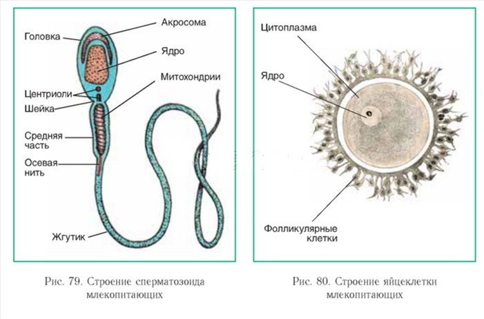 Митохондрии, которые вы видите на картинке у сперматозоида, так и остнутся "за кадром". 