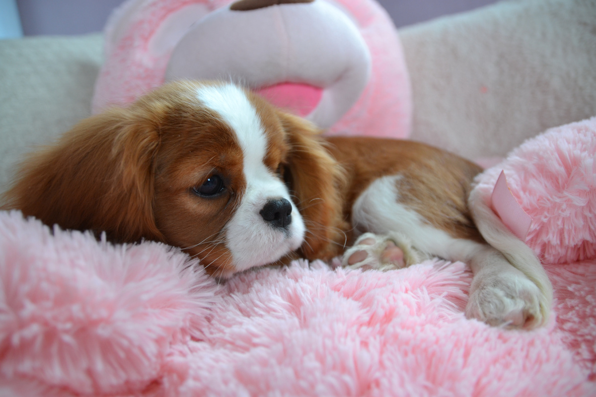 Кавалер - кинг- чарлз- спаниель