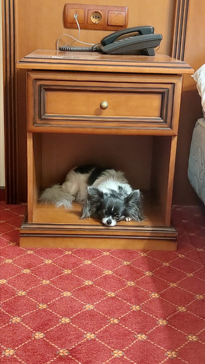 Пепси из тумбочки решила обустроить домик для сна 