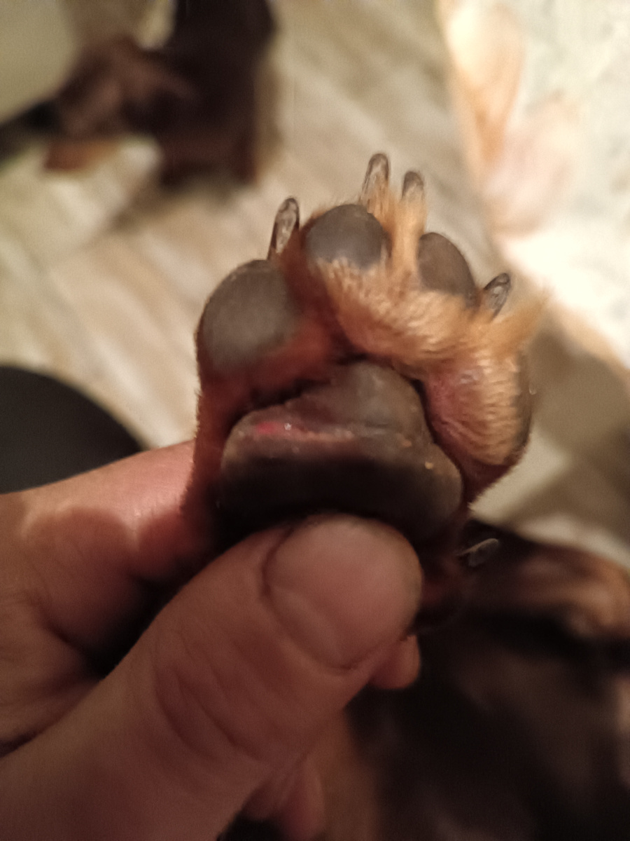 Когда порезала лапку( зажал по тому что расползалась пополам) 