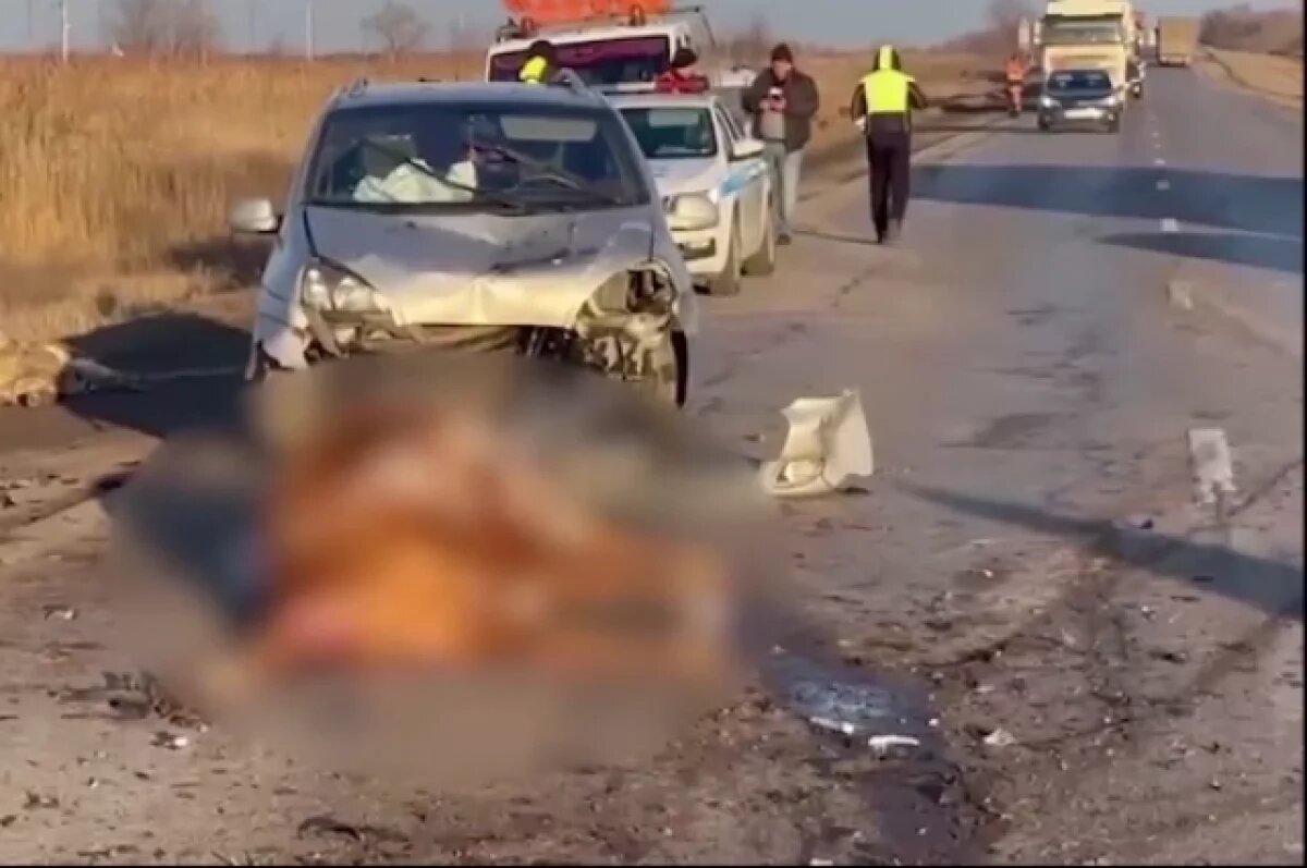    Последствия трагического ДТП с буренками сняли на видео под Волгоградом