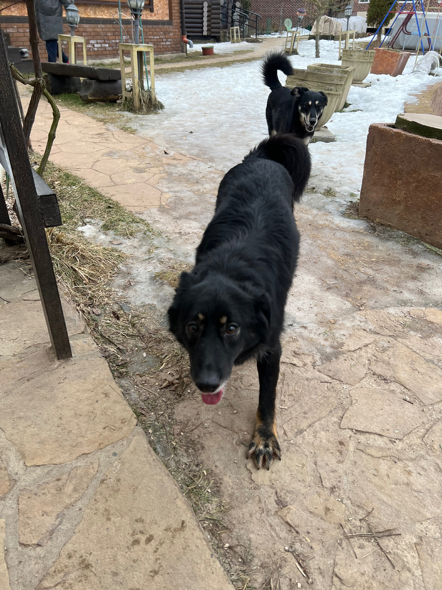 Мася дает мне лапу…на счастье!)