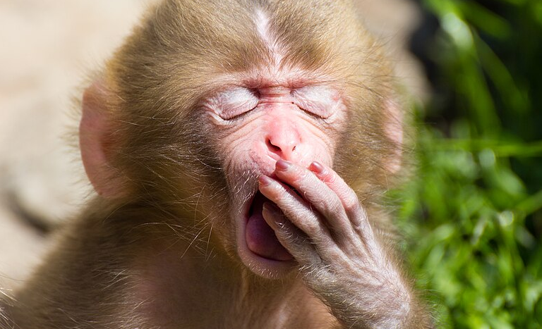 Источник Яндекс картинки