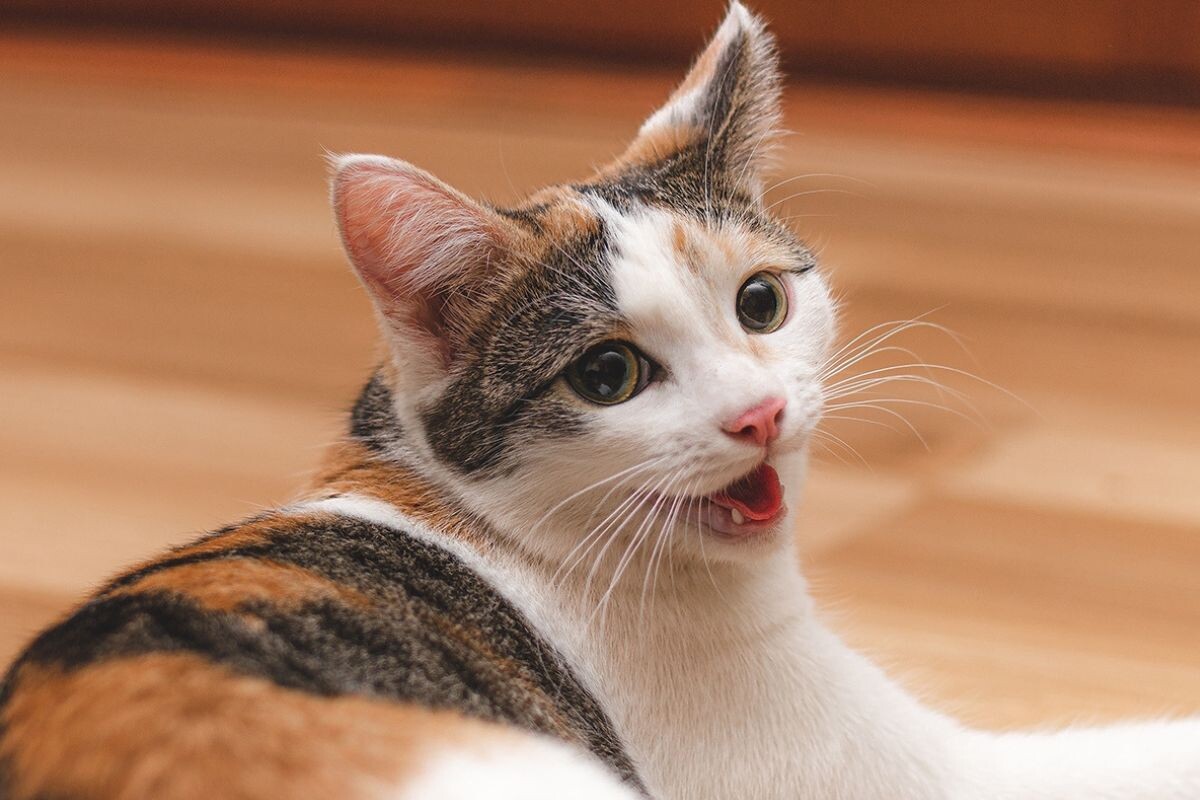 Почему кошка тяжело дышит