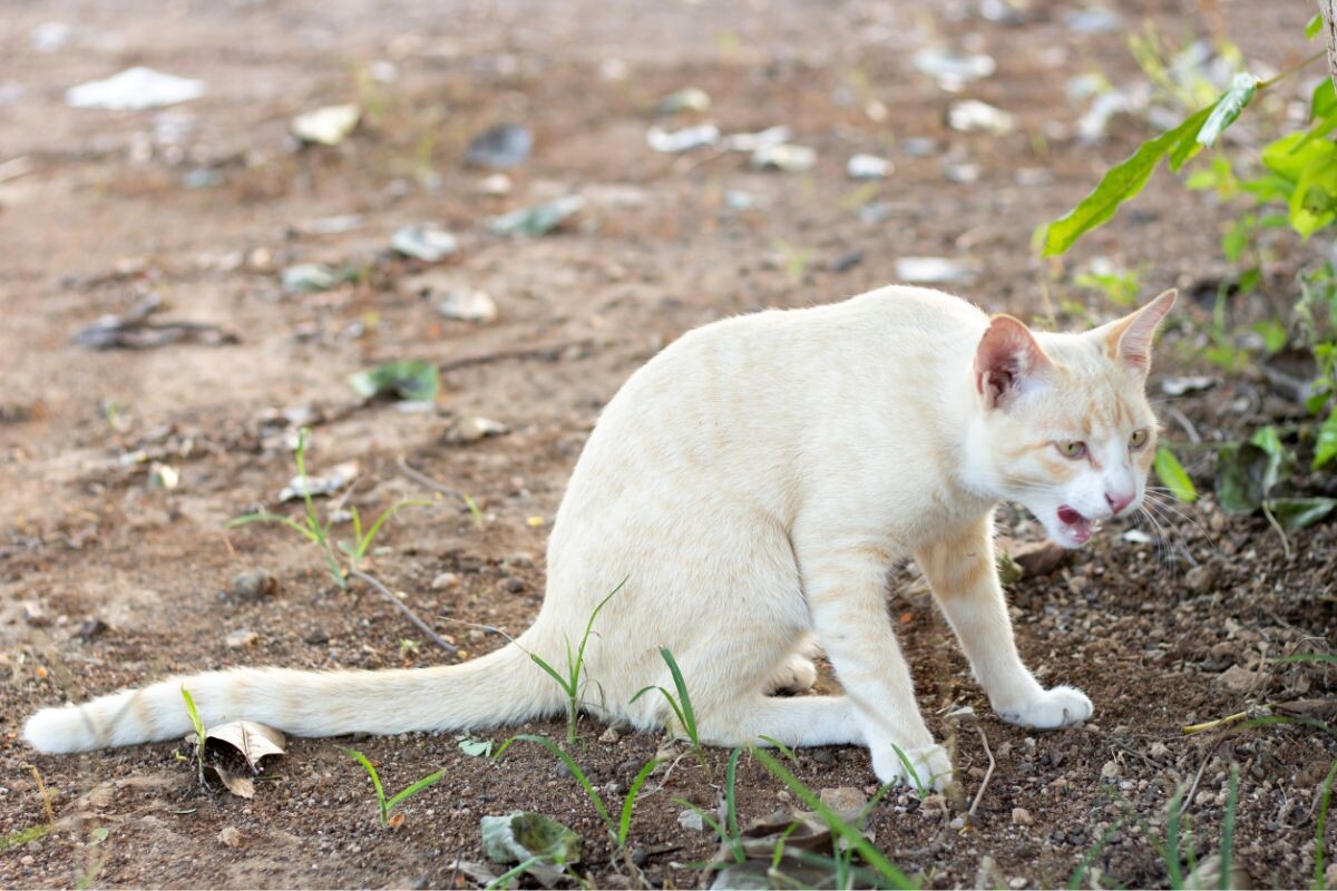 Кошка тяжело дышит