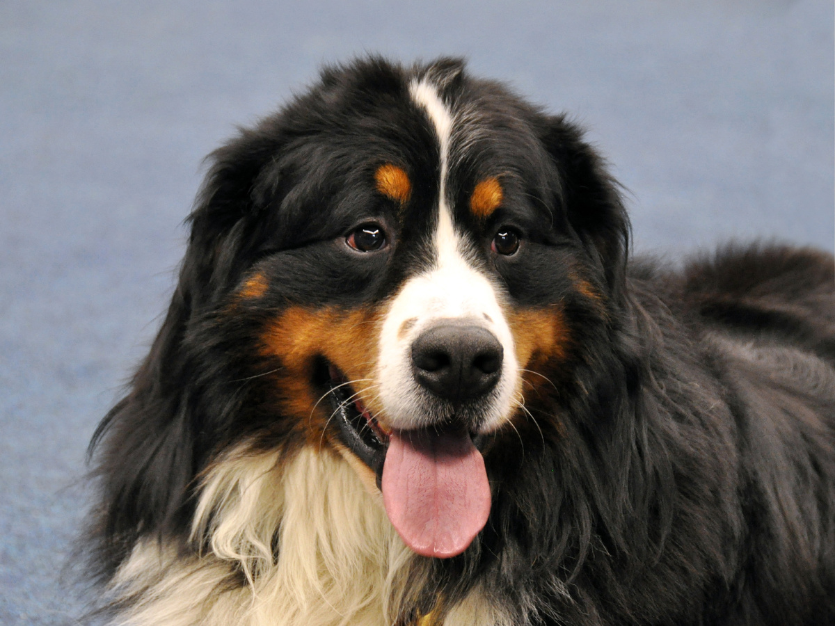 Бернский зенненхунд. Фото из личного архива
