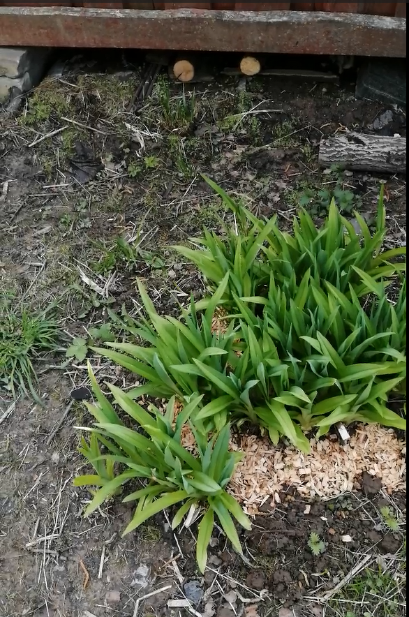 Лилейник в мае 2022 года, почти в полной тени.