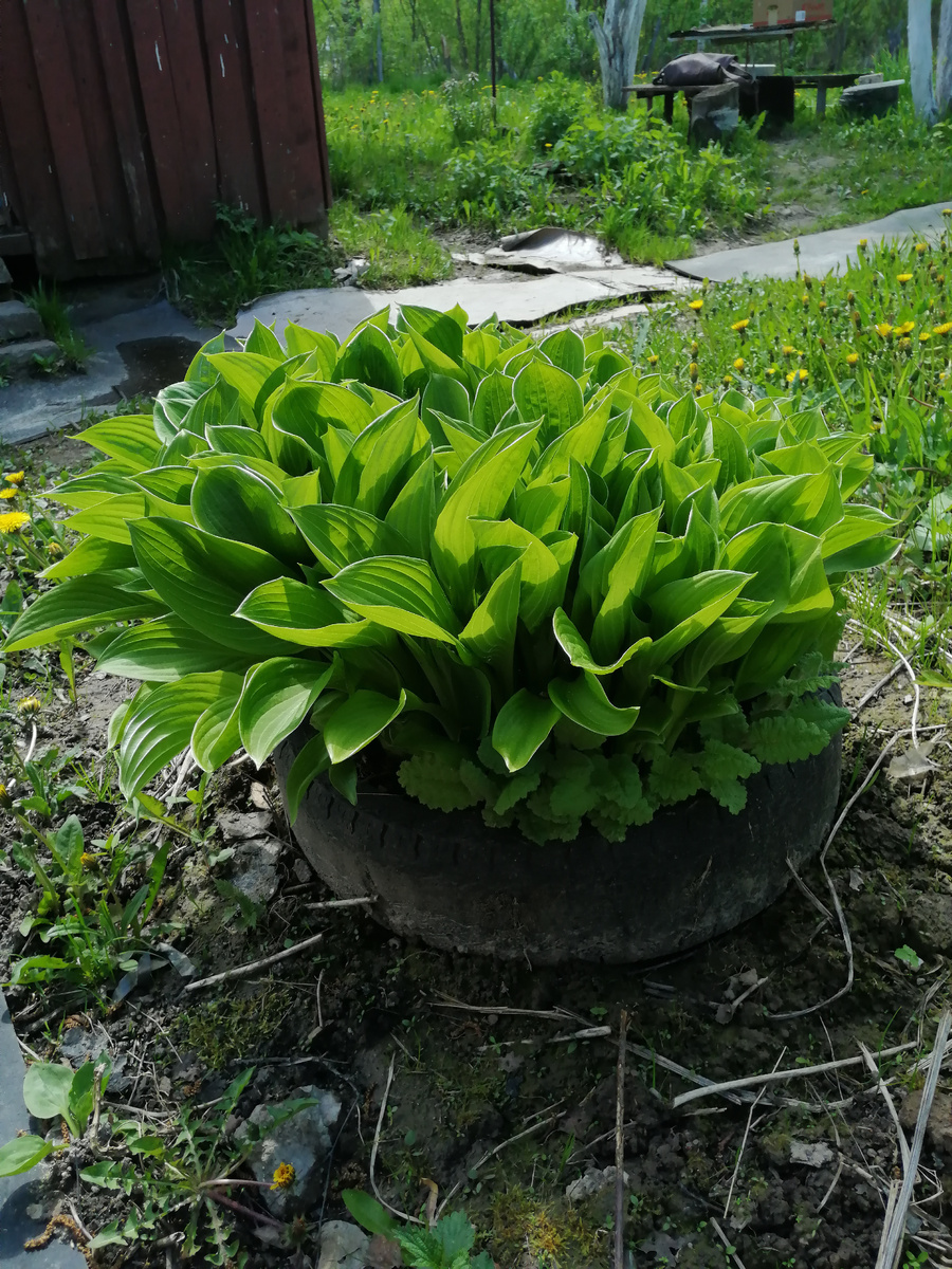 Хоста в концк мая 2022 года. Снизу примула торчит.