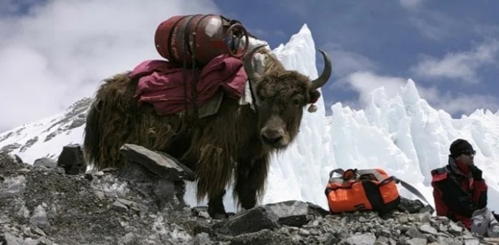 Фото из сети интернет.