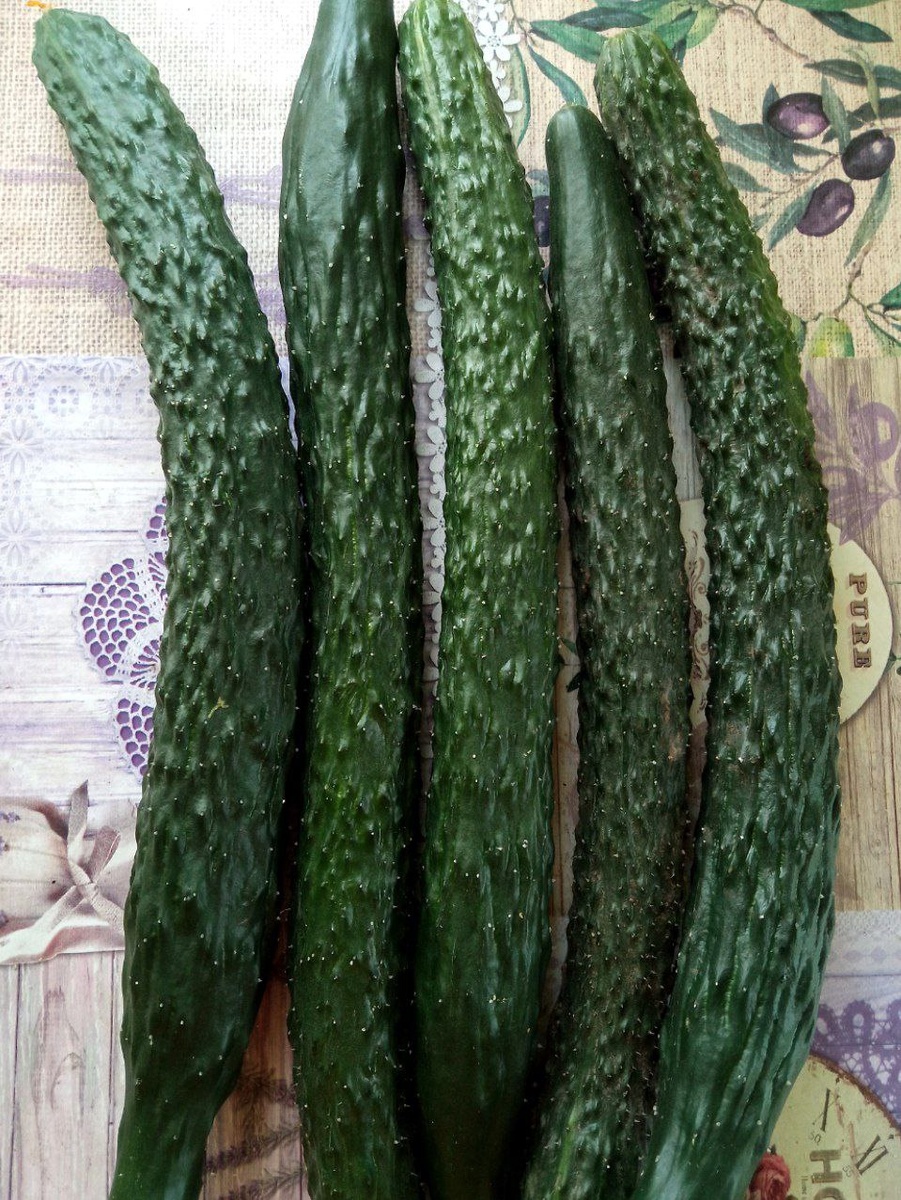 Гибрид "Щука F1". Фото автора.