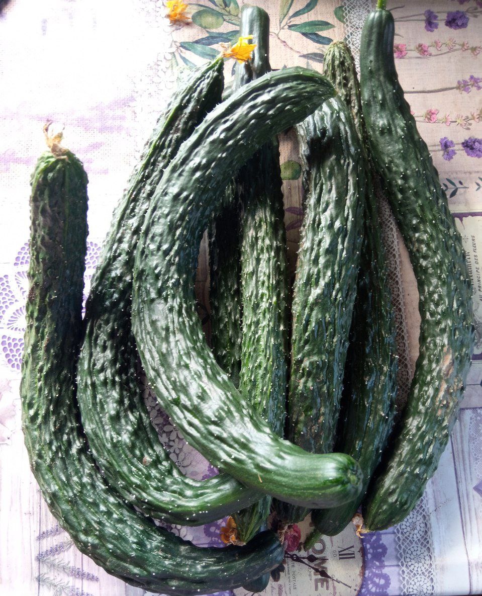 Серповидная форма вначале плодоношения