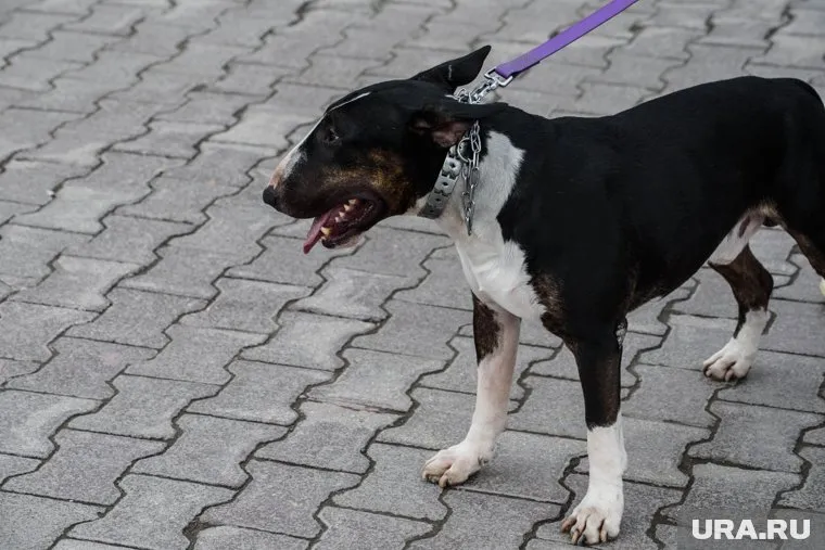Мнения пользователей по поводу правил выгула бойцовских собак разделились
Фото: Илья Московец © URA.RU
