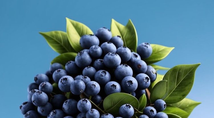    Стратификация семян голубики и краткое руководство для успешного выращивания саженцев